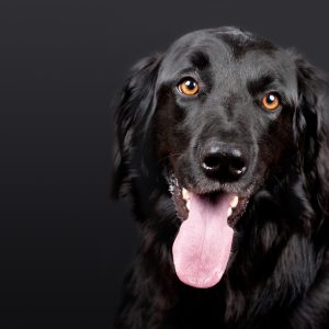 dog-hovawart-black-pet-89775.jpeg